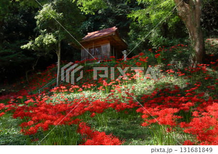 ロマンチック茨城（高僧、徳一大師が岩壁に観音像を彫ったと伝わる壁面観音に曼殊沙華が咲き誇る。）城里町 131681849