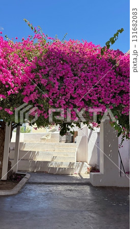 Bougainvillea Canopy in Mediterranean Courtyard Bougainvillea Canopy in Mediterranean Courtyard 131682083