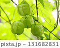 緑色のフウセンカズラ 131682831