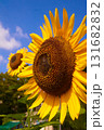 青空に映えるヒマワリ 131682832