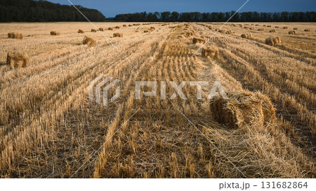 Harvested wheat field with straw rows under blue sky Harvested wheat field with straw rows under blue sky 131682864