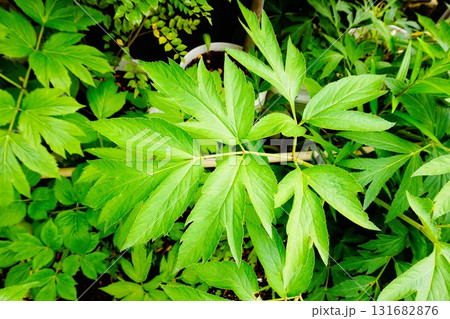 アシタバ　明日葉　明日草　八丈草　明日穂 131682876