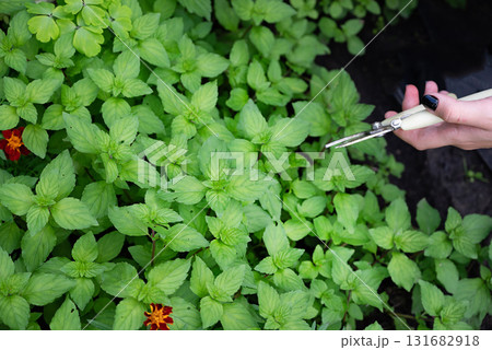 Growing medicinal plants in a garden filled with lush greenery and vibrant flowers. Collecting peppermint. Growing medicinal plants in a garden filled with lush greenery and vibrant flowers. Collecting peppermint. 131682918