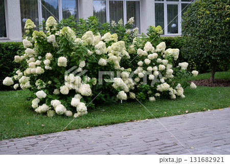 Beautiful hydrangea flowers in a garden setting with outdoor furniture. 131682921