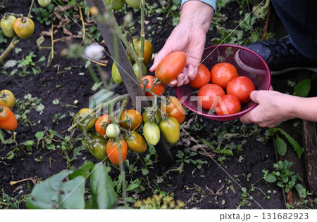 Harvesting fresh tomatoes in a vibrant garden during the summer season with a hand selecting ripe fruit Harvesting fresh tomatoes in a vibrant garden during the summer season with a hand selecting ripe fruit 131682923