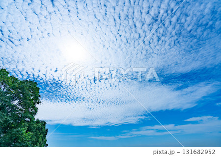 秋の雲と木立 131682952