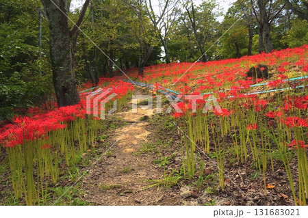 船岡城址公園の斜面を彩る曼殊沙華の群生 131683021