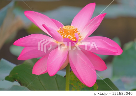 称名寺に咲く鮮やかな蓮の花 131683040