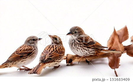 a group of birds a group of birds 131683409