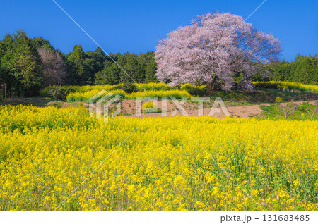 満開の馬場の山桜と菜の花 満開の馬場の山桜と菜の花 131683485