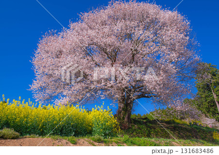 満開の馬場の山桜と菜の花 131683486