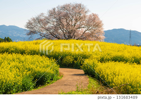 満開の馬場の山桜と菜の花 131683489