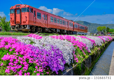 芝桜と城端線の気動車 131683731