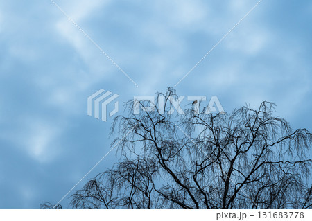 A stark silhouette of a bare, leafless tree reaching into a calm blue sky A stark silhouette of a bare, leafless tree reaching into a calm blue sky 131683778