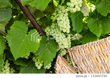 Vibrant green grapes hang in clusters from broad vine leaves 131683782