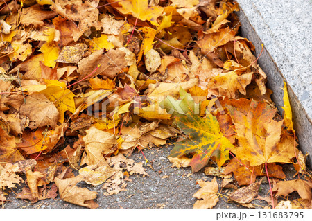 Colorful autumn foliage blankets a sidewalk edge 131683795