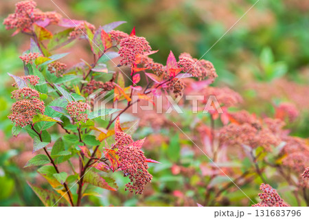 Bright pink flower Spiraea japonica clusters on a red-tinged shrub 131683796