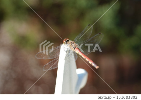 アキアカネ雌-上方から 131683802