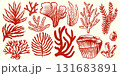 Corals and seaweed. Botanical Illustration. Underwater sea plants and flora. Vector Hand Drawn set.  131683891
