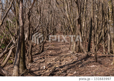 犬ヶ岳登山「大竿峠付近の登山道」 131683997