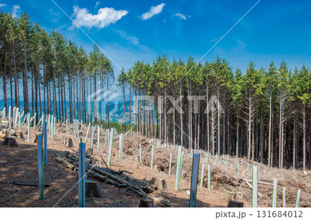 杉の苗木のツリーシェルター 131684012