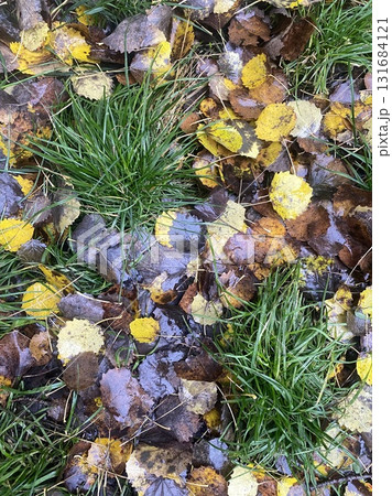 Wet autumn leaves and green grass after rain in forest ground close up 131684121