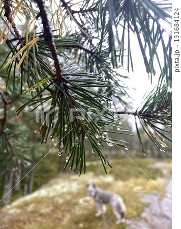Close-up of pine tree branch with raindrops in forest after rain Close-up of pine tree branch with raindrops in forest after rain 131684124