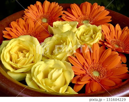 4月の花手水のクローズアップ(オレンジ色のガーベラ・黄色い薔薇)〈菅生神社/愛知県岡崎市〉 4月の花手水のクローズアップ(オレンジ色のガーベラ・黄色い薔薇)〈菅生神社/愛知県岡崎市〉 131684229