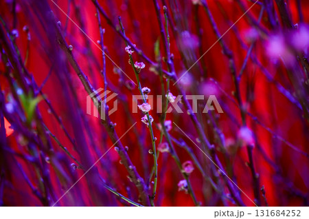 Close-up of peach blossom flower and tree. For Chinese new year celebration and decoration. Traditional decoration plant for Chinese New Year. Flower background. Close-up of peach blossom flower and tree. For Chinese new year celebration and decoration. Traditional decoration plant for Chinese New Year. Flower background. 131684252