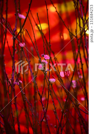 Close-up of peach blossom flower and tree. For Chinese new year celebration and decoration. Traditional decoration plant for Chinese New Year. Flower background. Close-up of peach blossom flower and tree. For Chinese new year celebration and decoration. Traditional decoration plant for Chinese New Year. Flower background. 131684253