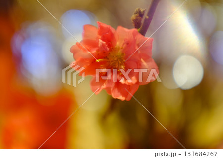 Close-up of peach blossom flower and tree. For Chinese new year celebration and decoration. Traditional decoration plant for Chinese New Year. Flower background. 131684267