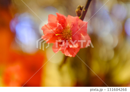 Close-up of peach blossom flower and tree. For Chinese new year celebration and decoration. Traditional decoration plant for Chinese New Year. Flower background. Close-up of peach blossom flower and tree. For Chinese new year celebration and decoration. Traditional decoration plant for Chinese New Year. Flower background. 131684268
