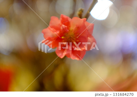 Close-up of peach blossom flower and tree. For Chinese new year celebration and decoration. Traditional decoration plant for Chinese New Year. Flower background. Close-up of peach blossom flower and tree. For Chinese new year celebration and decoration. Traditional decoration plant for Chinese New Year. Flower background. 131684270