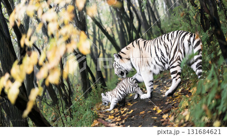 Amur tiger mother is walking with her cub through Amur tiger mother is walking with her cub through 131684621