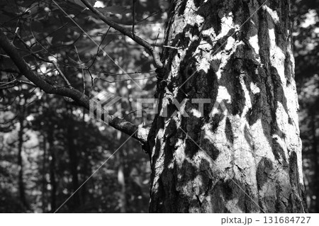 ハリギリはゴツゴツとした幹が特徴的な落葉広葉樹。力強い樹皮の質感が印象的で、森の中でも存在感がある。 131684727