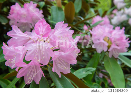 犬ヶ岳の山麓に咲くシャクナゲ 131684809