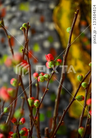 Close-up of peach blossom flower and tree. For Chinese new year celebration and decoration. Traditional decoration plant for Chinese New Year. Flower background. Close-up of peach blossom flower and tree. For Chinese new year celebration and decoration. Traditional decoration plant for Chinese New Year. Flower background. 131684814