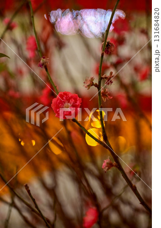 Close-up of peach blossom flower and tree. For Chinese new year celebration and decoration. Traditional decoration plant for Chinese New Year. Flower background. 131684820