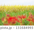 彼岸花が咲く田んぼ 131684993