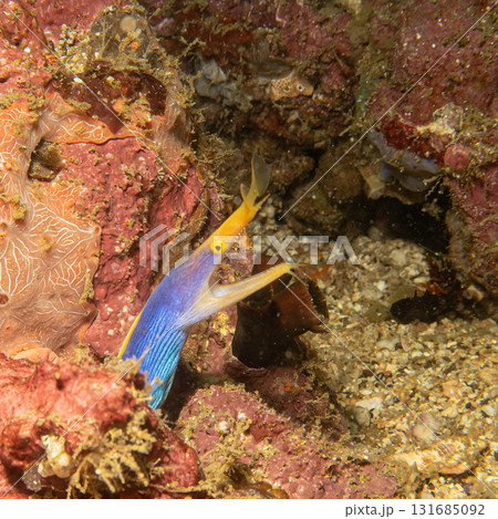 A blue and yellow Ribbon Eel, or Rhinomuraena quaesita, at a beautiful tropical coral reef A blue and yellow Ribbon Eel, or Rhinomuraena quaesita, at a beautiful tropical coral reef 131685092