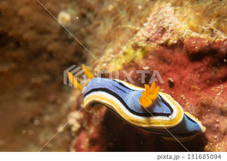 Supermacro photo of Anna's Chromodoris, or Chromodoris annae at a tropical coral reef in Philippines 131685094