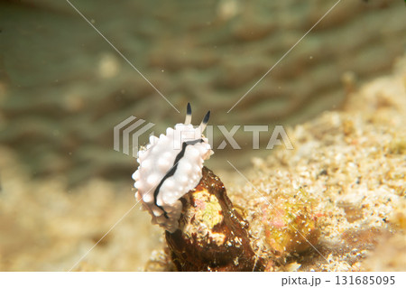 A super macro photo of a Rudman's Phyllidiella nudibranch sitting on a piece of coral 131685095
