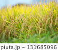 たわわに実った稲穂 131685096