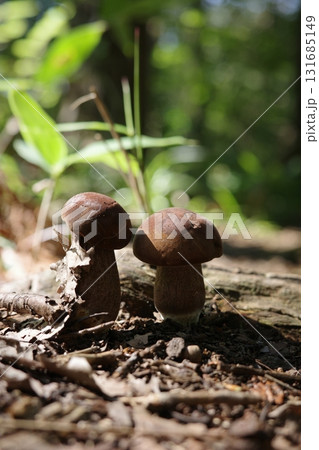 夏の広葉樹林に姿を見せたヤマドリタケ。 夏の広葉樹林に姿を見せたヤマドリタケ。 131685149