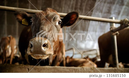Dairy cow looking at camera inside barn Dairy cow looking at camera inside barn 131685150