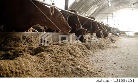 Livestock farm cows feeding in modern barn 131685151