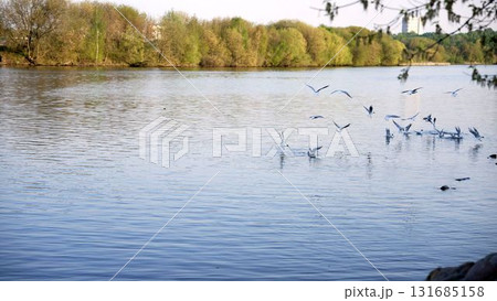 Seagulls flying above calm lake water with spring trees 131685158