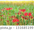 田んぼの土手に咲いた彼岸花 131685199