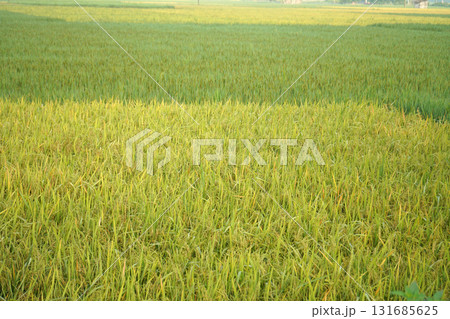 Close Up View of Ripe Golden and Green Paddy Field Ready for Harvest Close Up View of Ripe Golden and Green Paddy Field Ready for Harvest 131685625