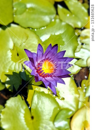 Purple Water Lily Flower on Green Leaves Close-Up 131685628